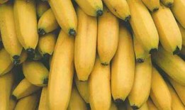 国产香蕉网,探索中国香蕉产业的魅力与未来